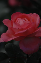 秋空の薔薇２…