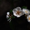 名刹の春小花…