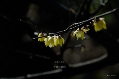 四季の寺花…２