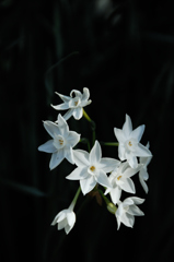 五山の白小花…２