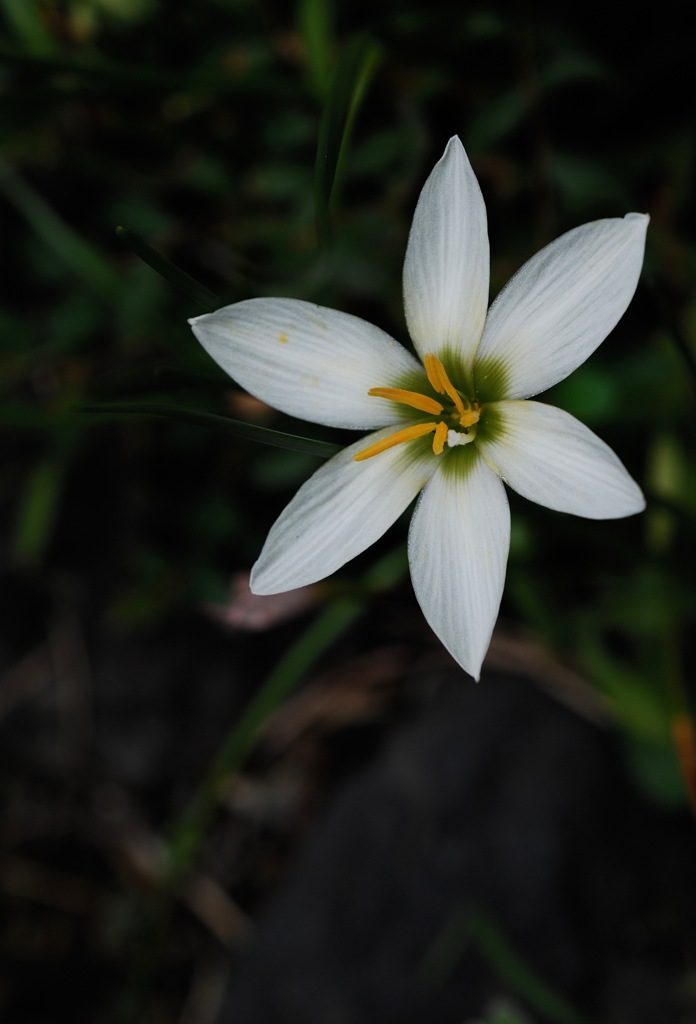 秋寺の白花…１