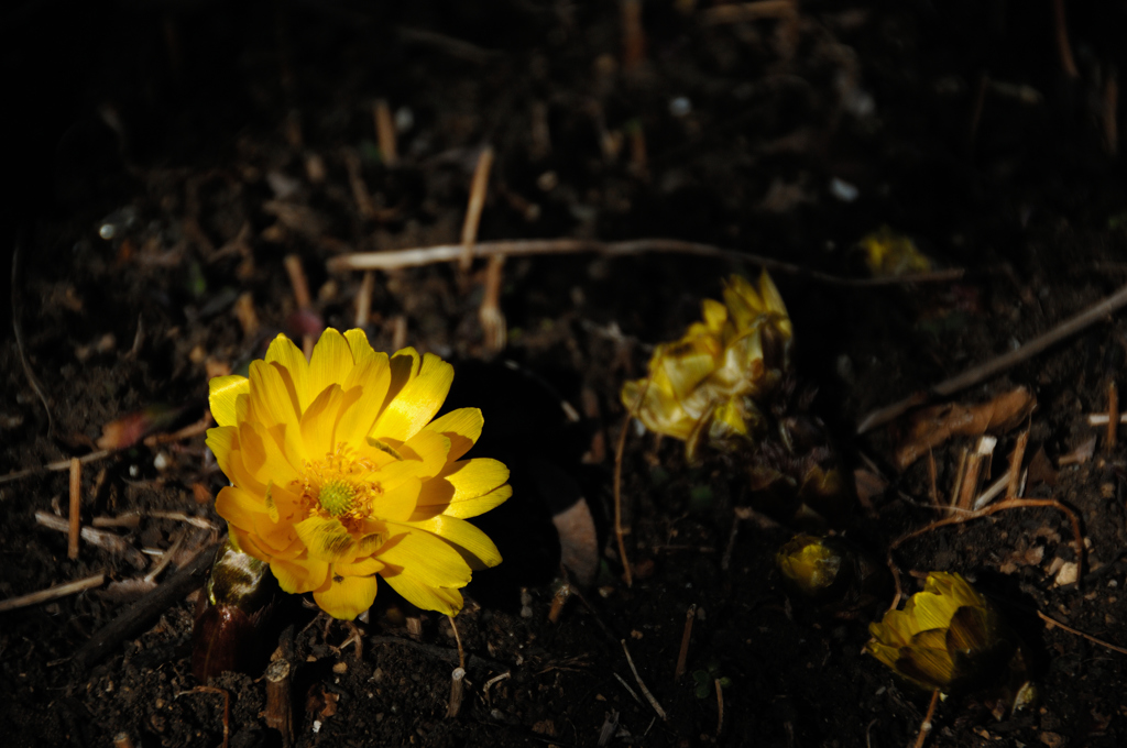 春萌の黄花…