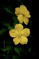 卯月の花絵巻…２