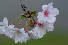 東京の十月桜２…