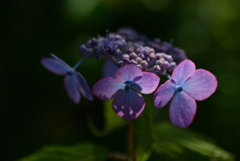 古都紫陽花の芽生え…１