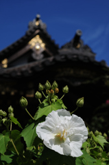 炎天の白美衣…