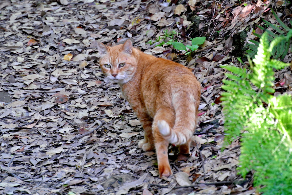 お前、よそ者だな！