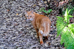 お前、よそ者だな!