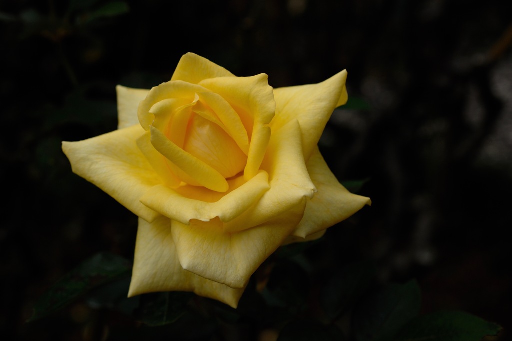 秋雨の麗花…８