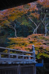 初冬の紅景…１