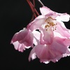 卯月の花絵巻…１