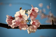 弥生の花絵巻…５