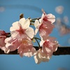 弥生の花絵巻…５