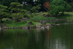 旧芝庭園・池の景色…
