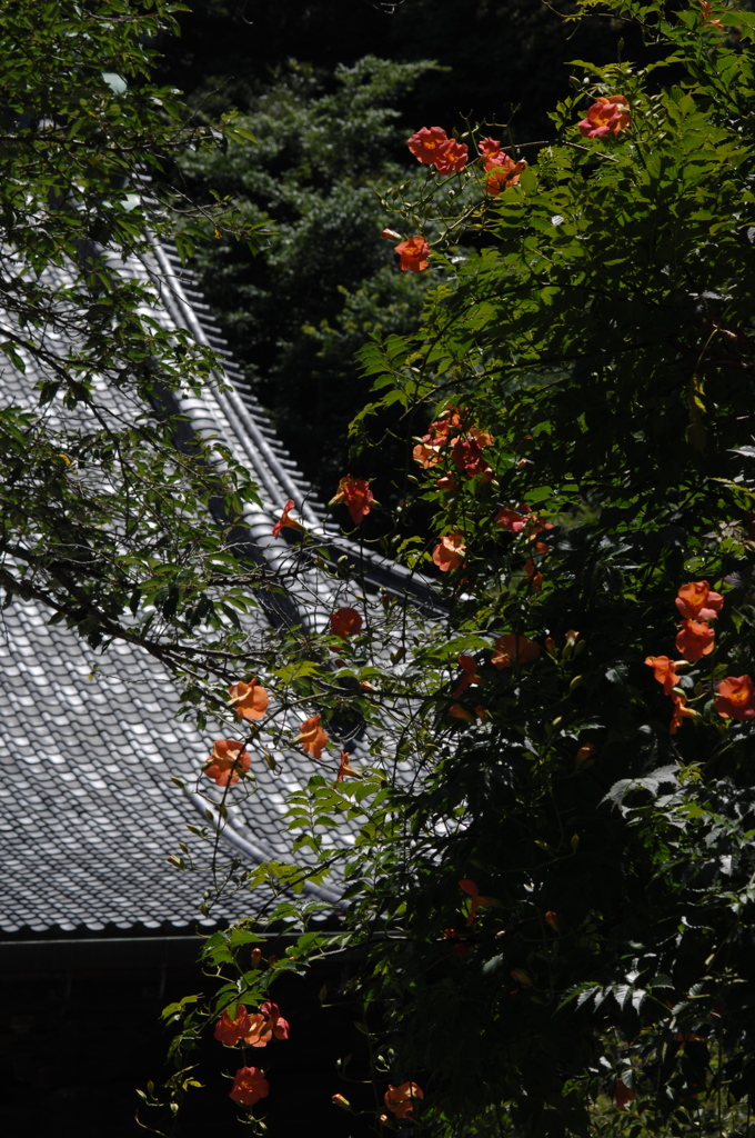 鎌倉妙本寺…凌霄花１　