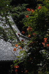 鎌倉妙本寺…凌霄花１　