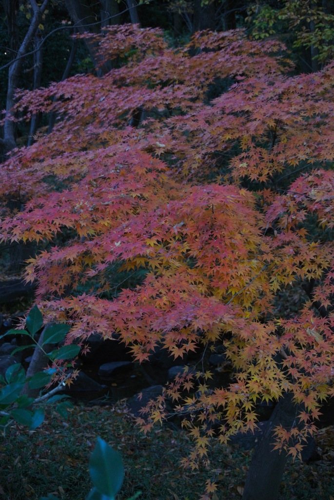 東京・紅に染まる１…