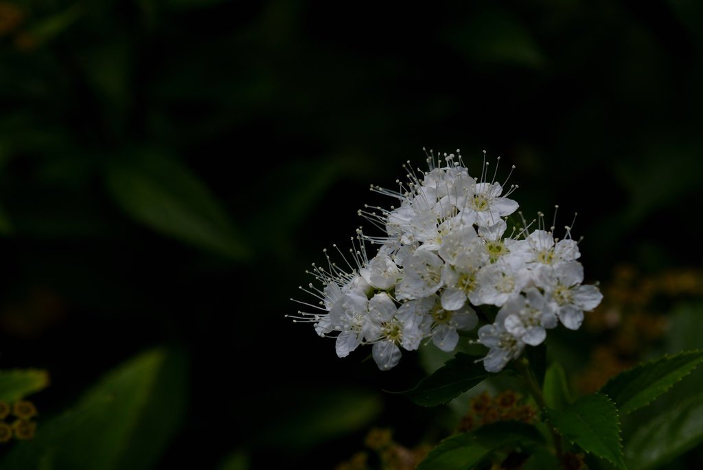 古都の白小花…