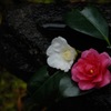 古都の花手水…７