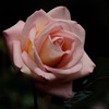古都の春麗花…10