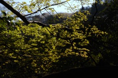 鎌倉の春咲き…４