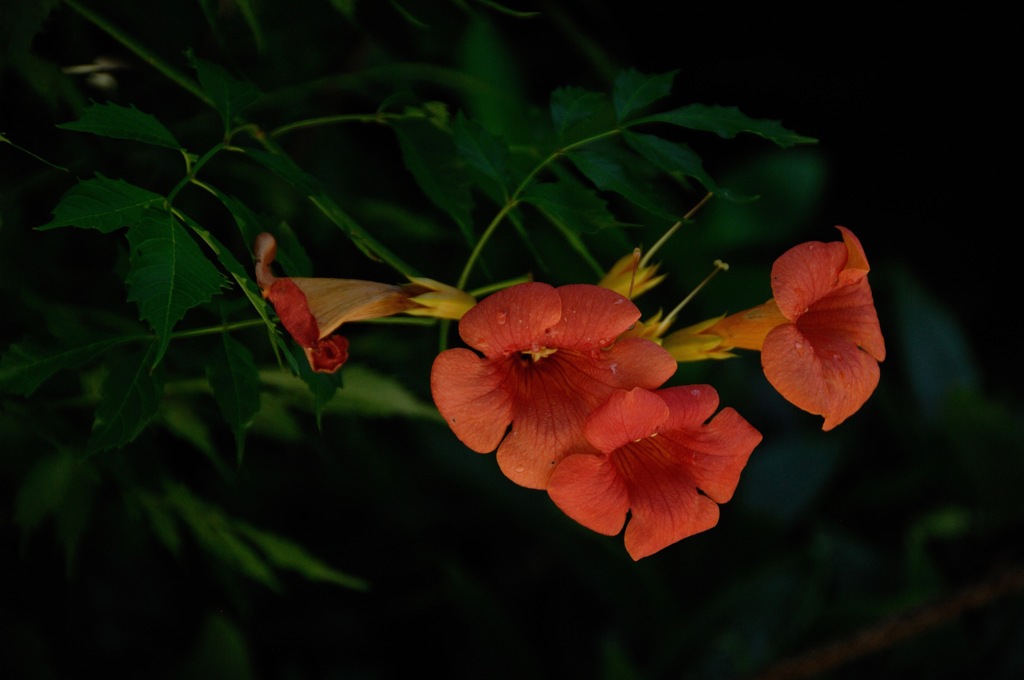 名刹の紅蔓花…