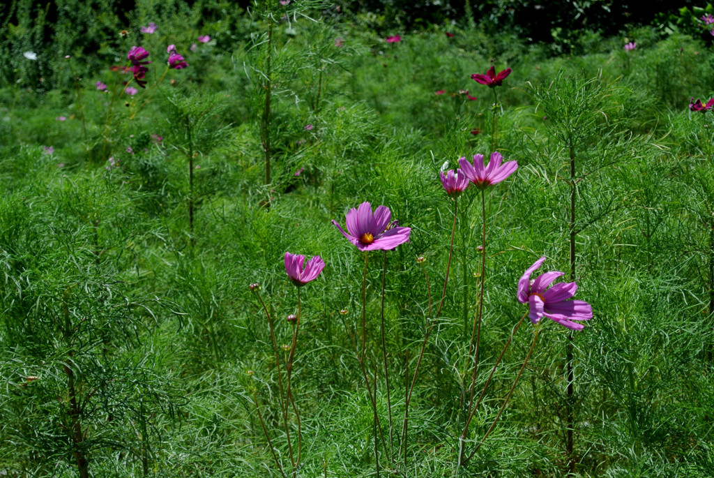 吾妻山２・若紫色…