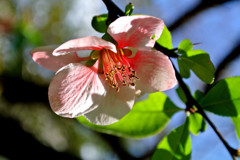 鎌倉・安国論寺