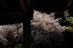 法難の桜…２