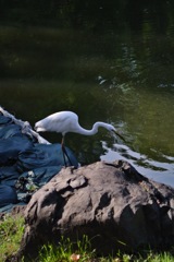 浜離宮庭園・ダイサギ…