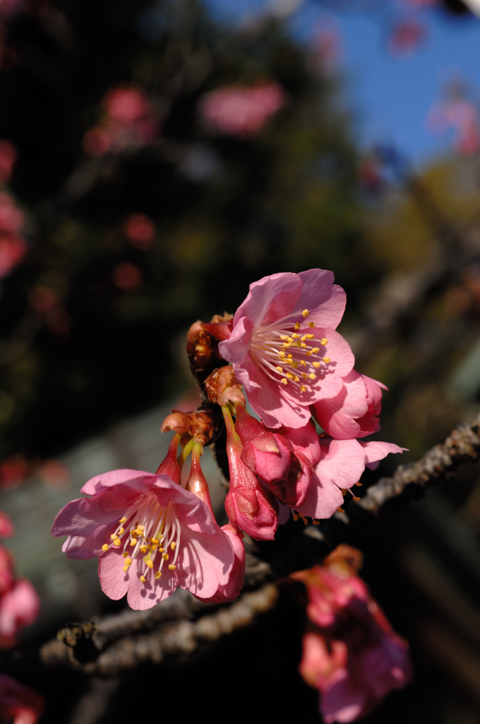 新春の桃弁花…２