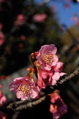 新春の桃弁花…２
