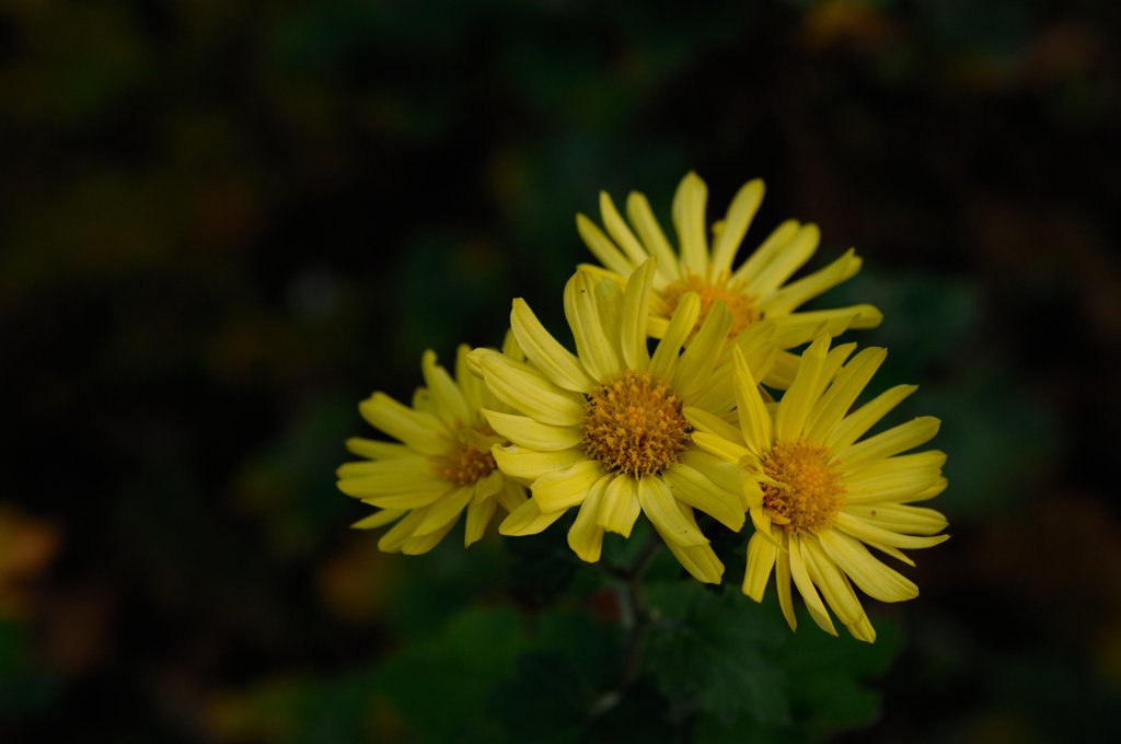 古刹の冬小花…