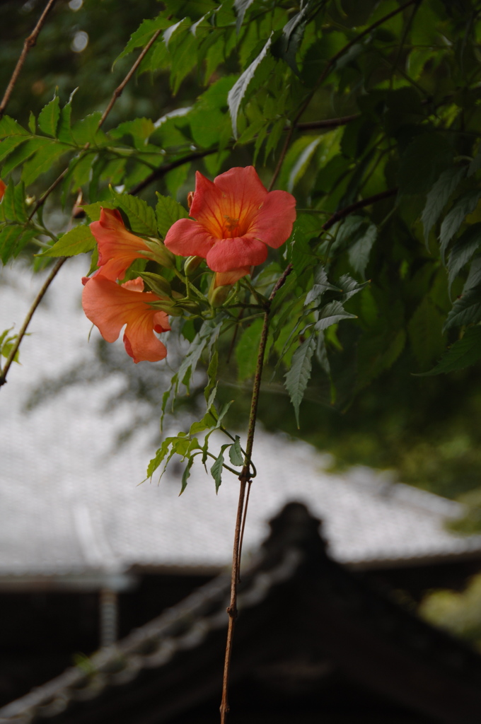 古都に咲く凌霄花…１