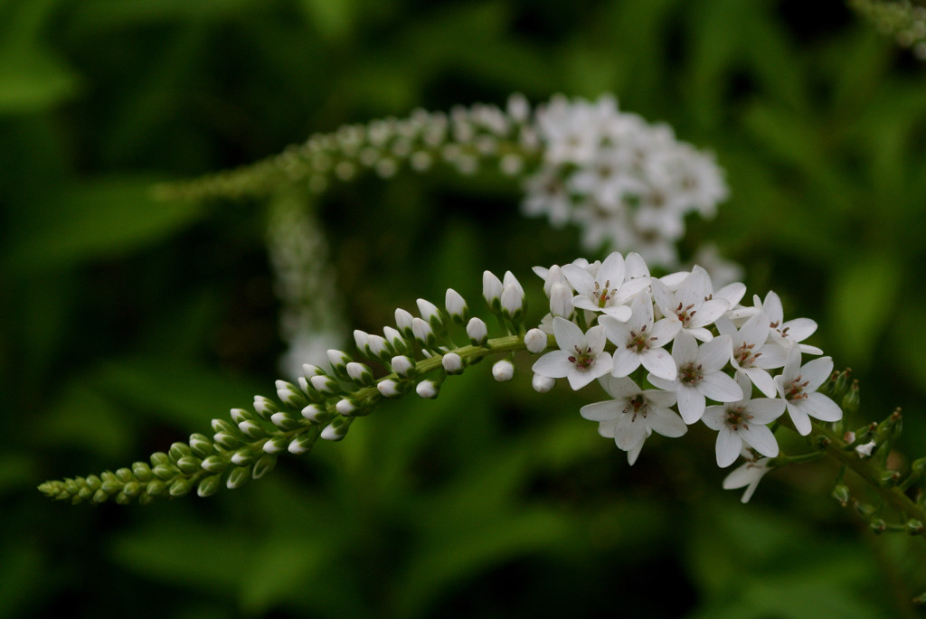 向島百花園・流線形…