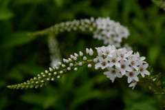 向島百花園・流線形…