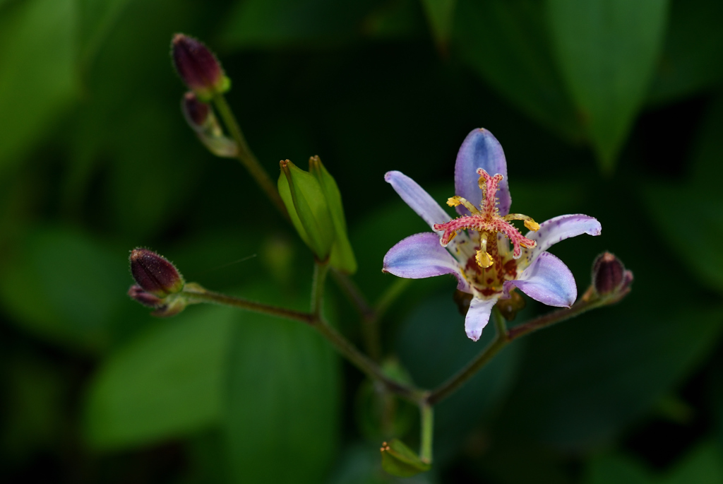 初秋の花寺…１