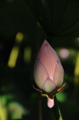 古都に映える夏の花々…５