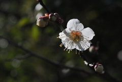早春の五山…３