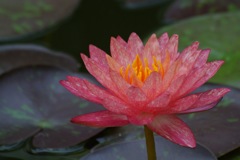 斑桃の南洋睡蓮…