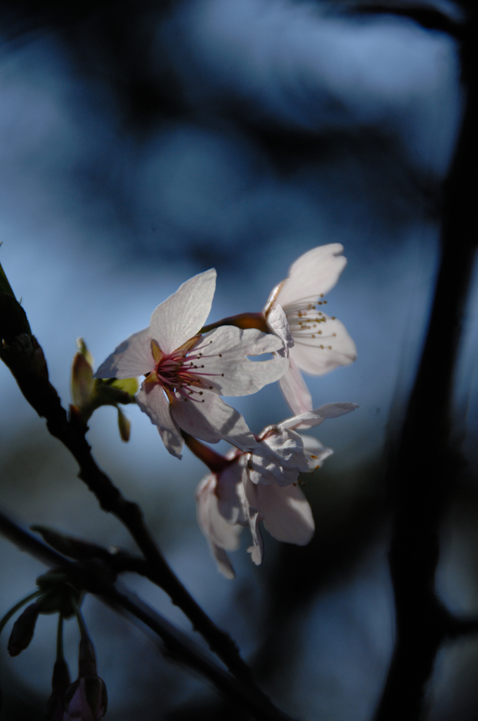 古都の早咲桜…２