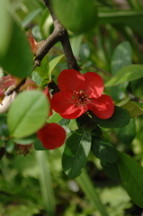 名刹に咲く緋色花…