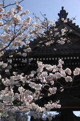 光明寺の鐘楼桜…
