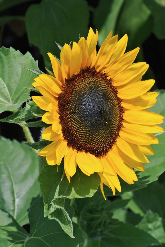 大輪の中黄色…