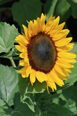 大輪の中黄色…