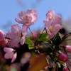古都の楊貴妃…１