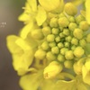 鎌倉花絵巻…花菜