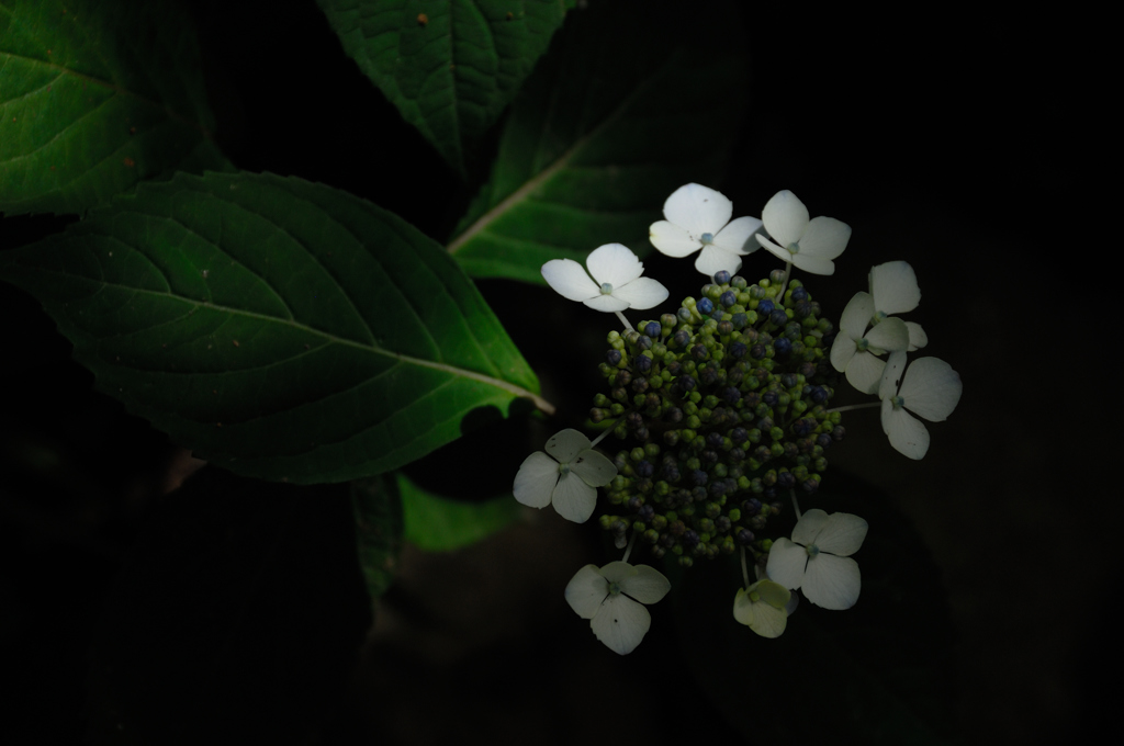 古都紫陽花の芽生え…７