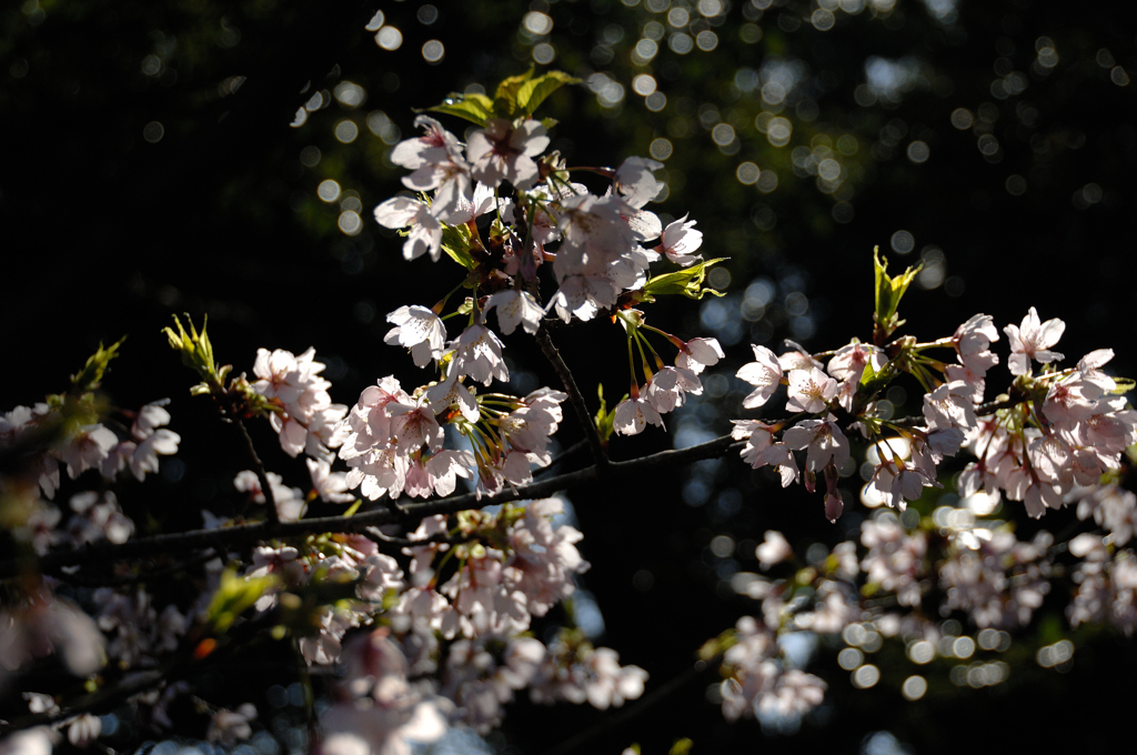 古都の早咲桜…１
