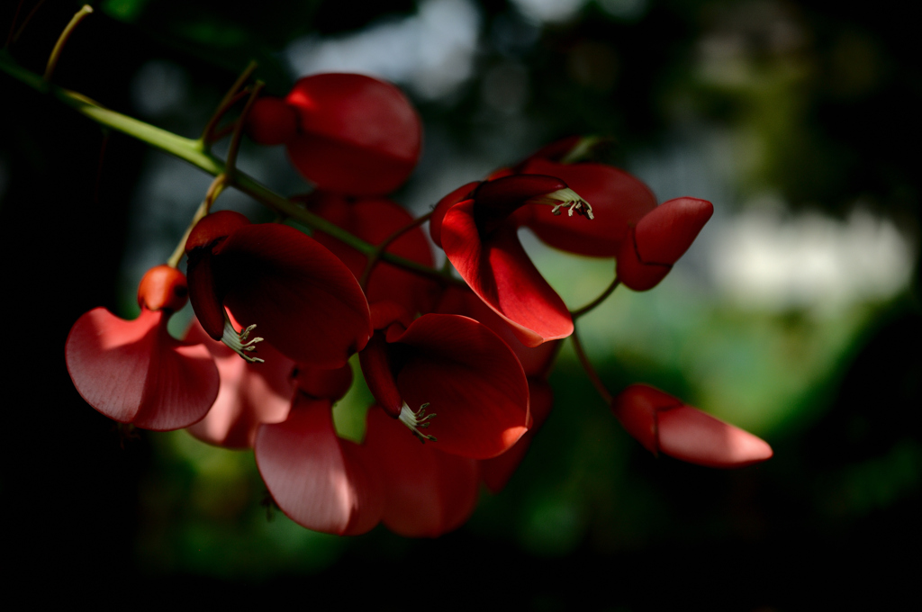 南洋の桜…